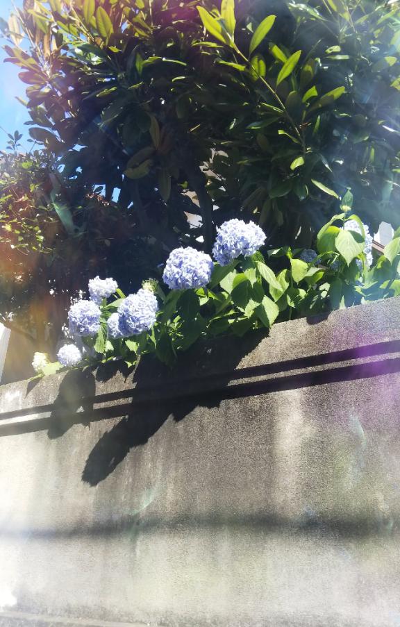 「あすか」の写真