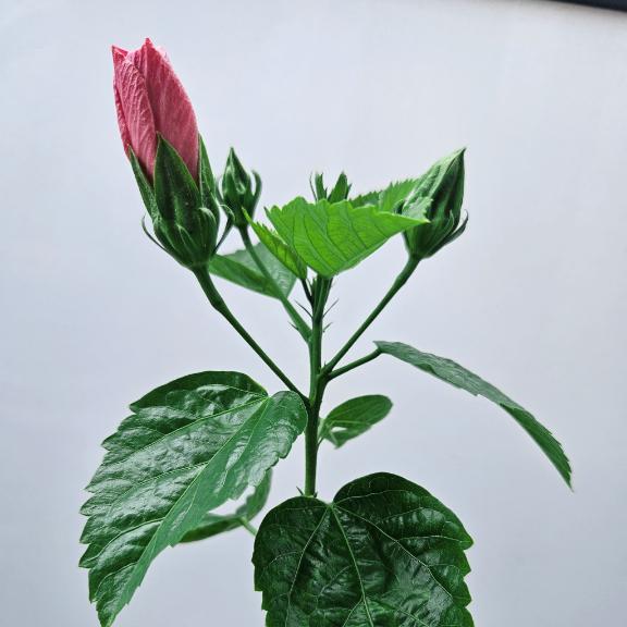 「とおる」の写真