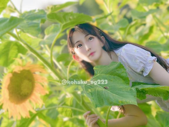 「こはく」の写真