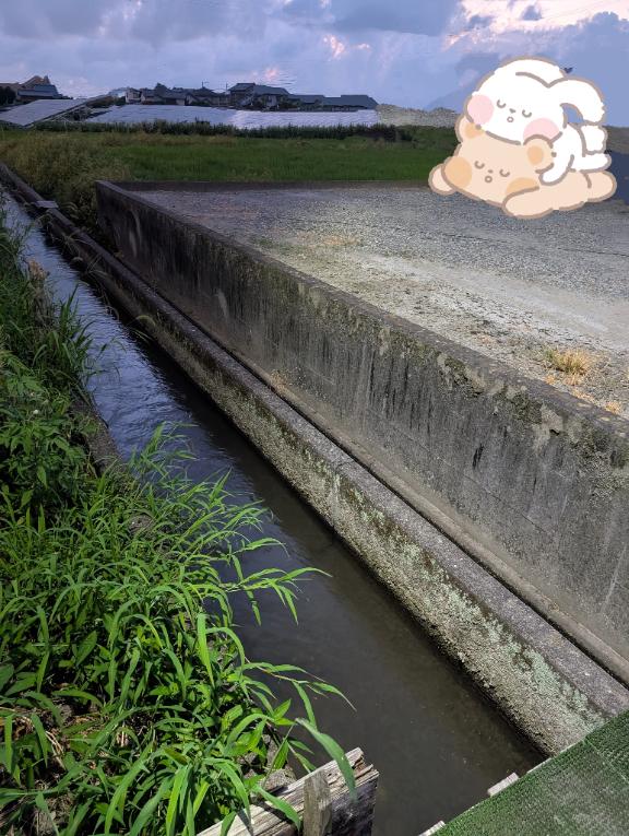 「凛華（りんか）」の写真