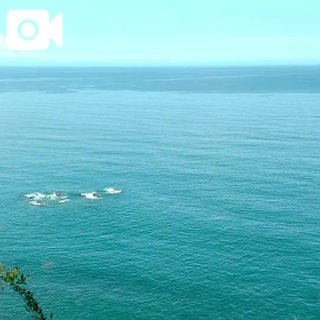 「こはく」の写真