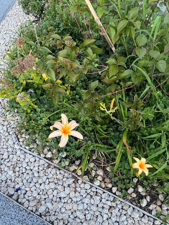 「さおり」の写真