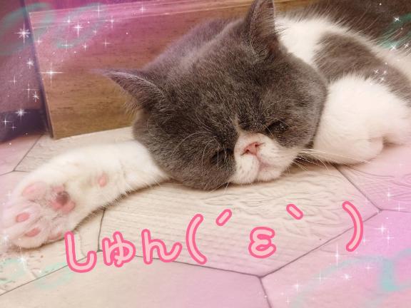 「りおな」の写真