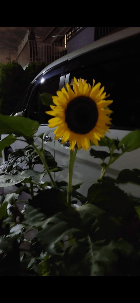 「らん」の写真