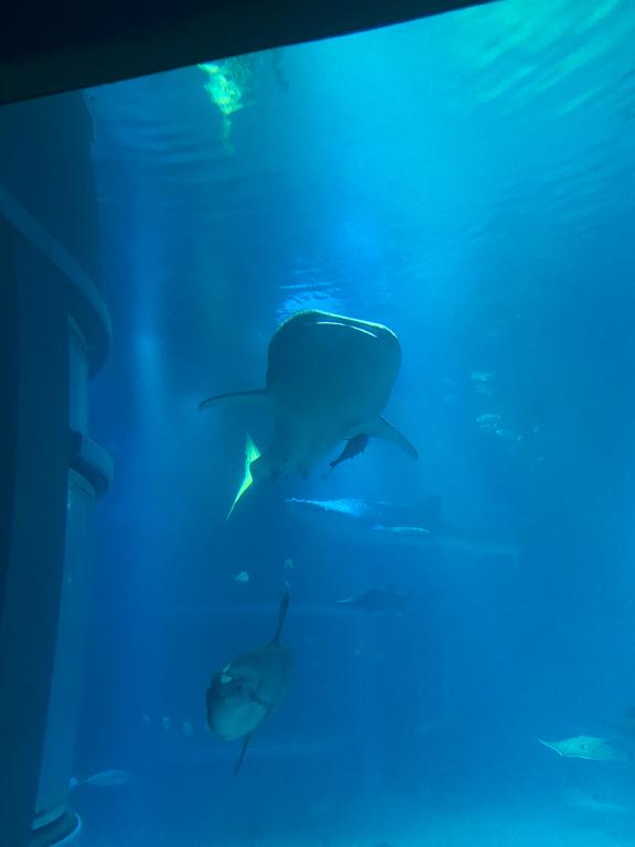 「さや」の写真