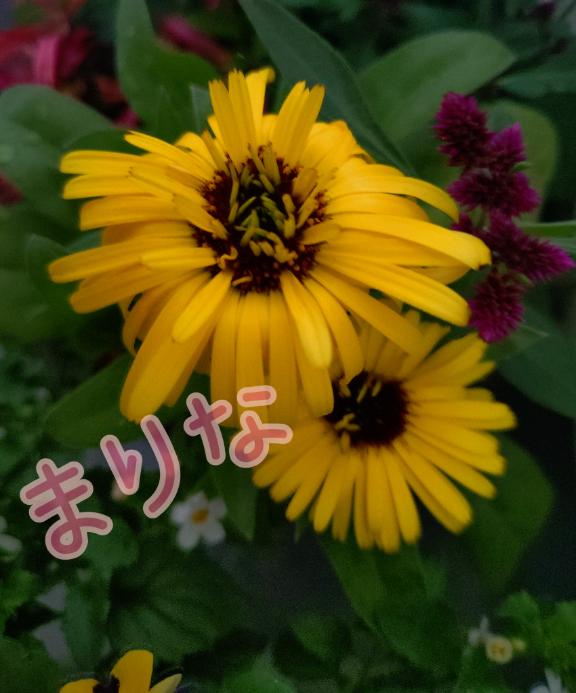 「まりな」の写真