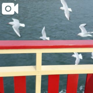 「岸えり」の写真