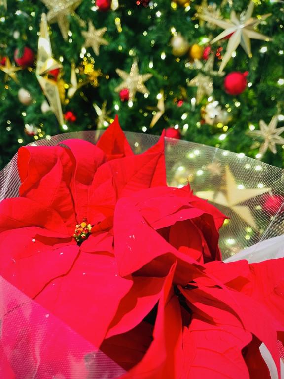 「一花」の写真