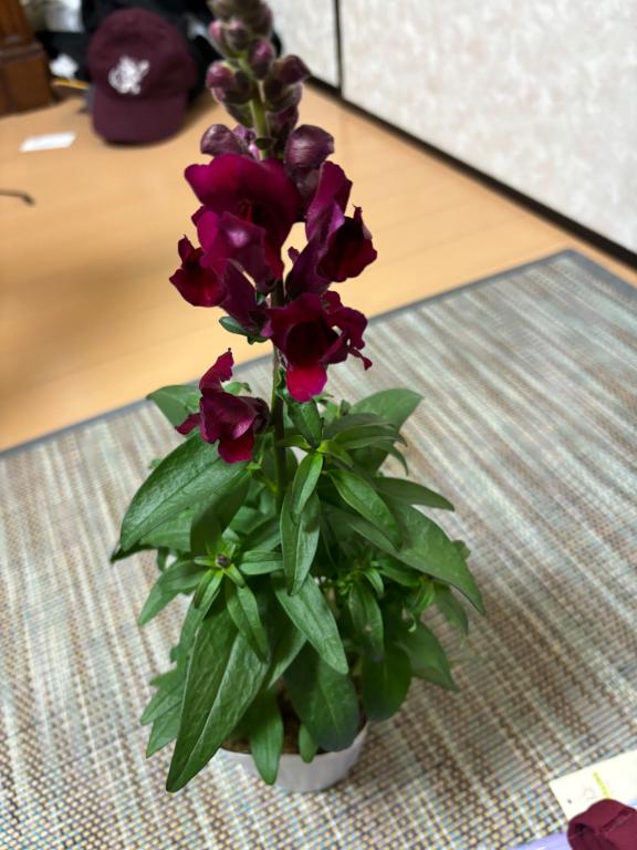 「まき」の写真