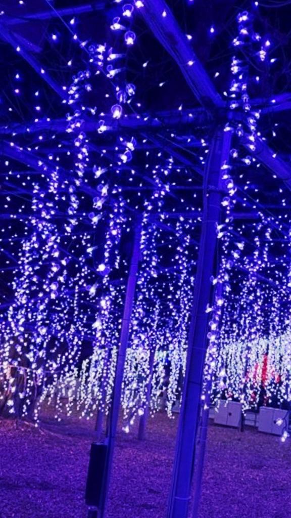 「すい」の写真