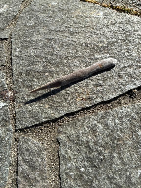 「れい」の写真