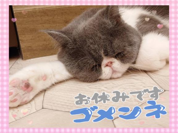 「りおな」の写真