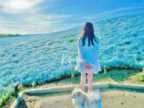 「こはく」の写真