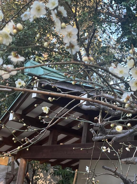 「さおり」の写真