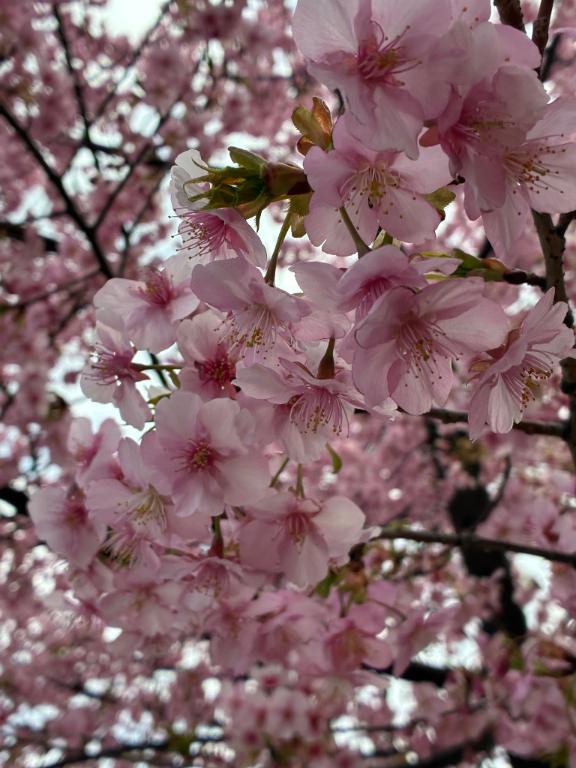 「ゆきな」の写真