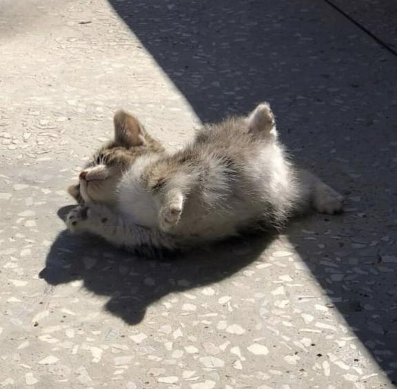 「あむ」の写真