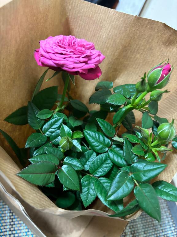 「まき」の写真