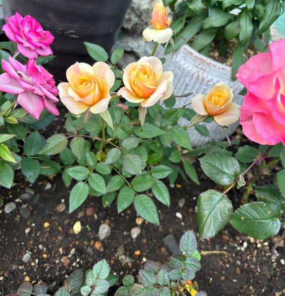 「まき」の写真