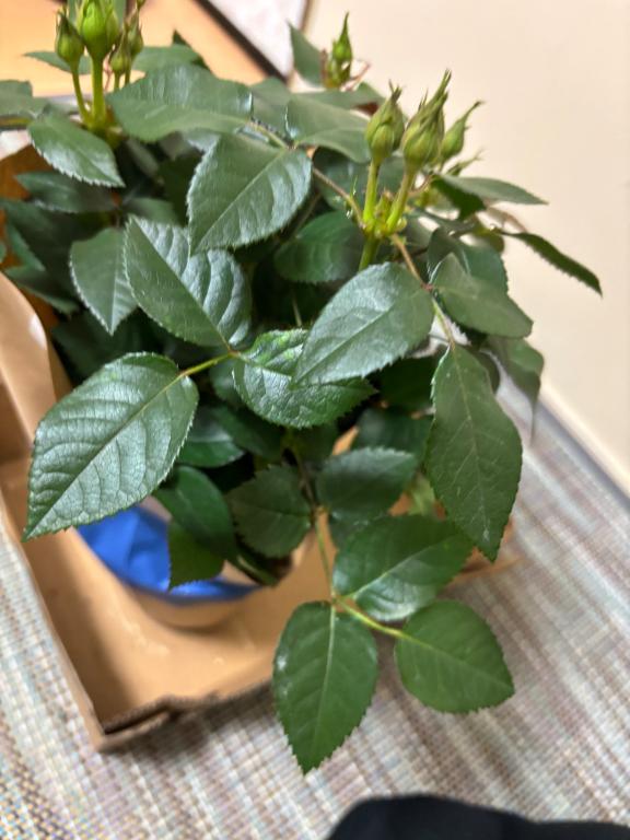 「まき」の写真