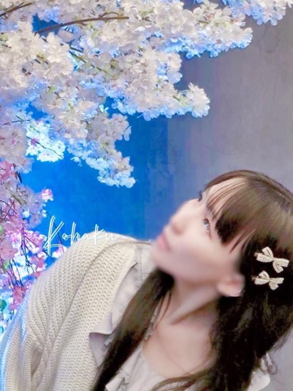 「こはく」の写真