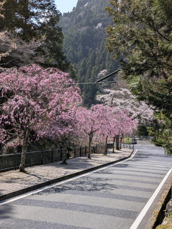 「ゆり」の写真