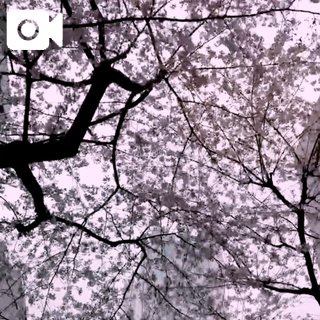 「こはく」の写真