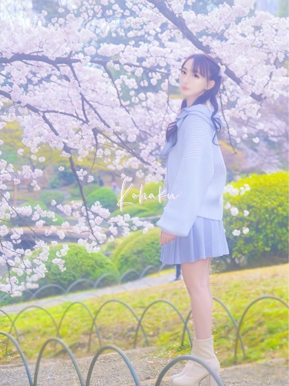 「こはく」の写真