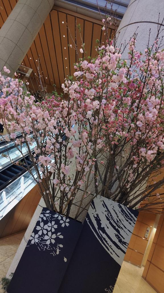 「ことり」の写真