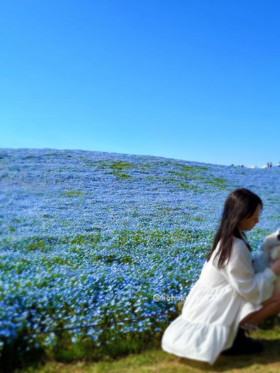 「こはく」の写真