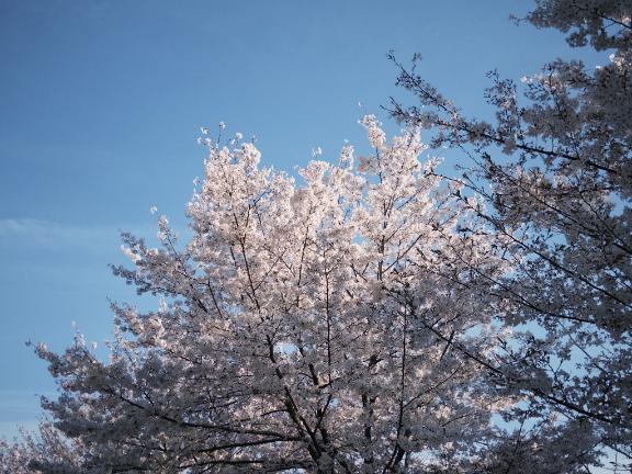 「あすか」の写真