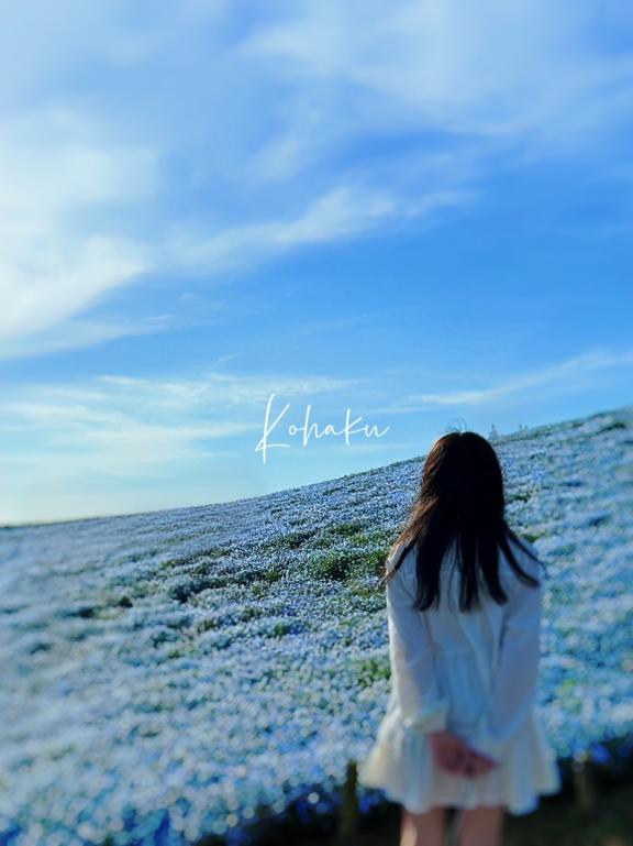 「こはく」の写真