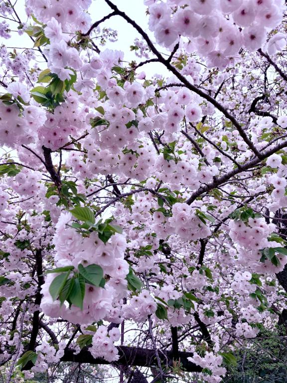 「れい」の写真