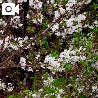 「こはく」の写真