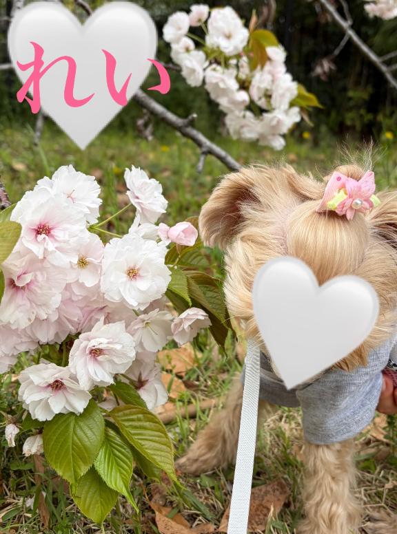 「れい」の写真