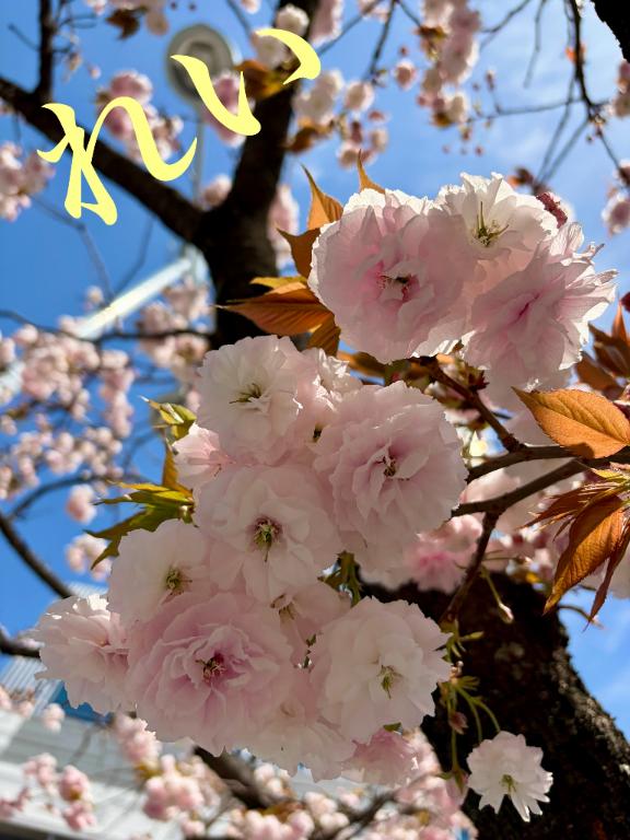 「れい」の写真