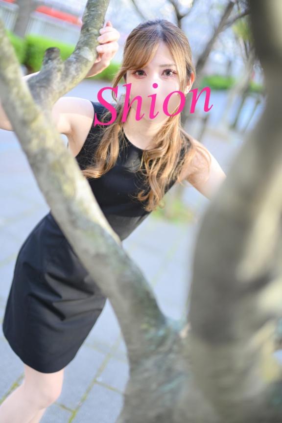 「紫苑（しおん）」の写真