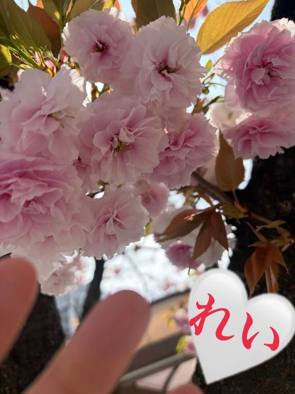 「れい」の写真