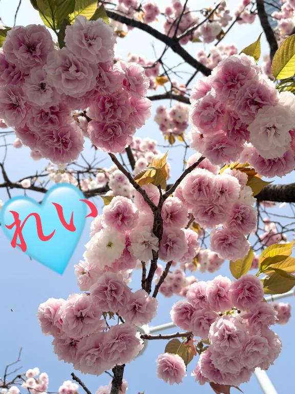 「れい」の写真