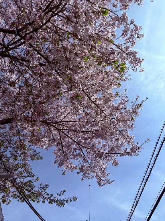 「ひめ」の写真