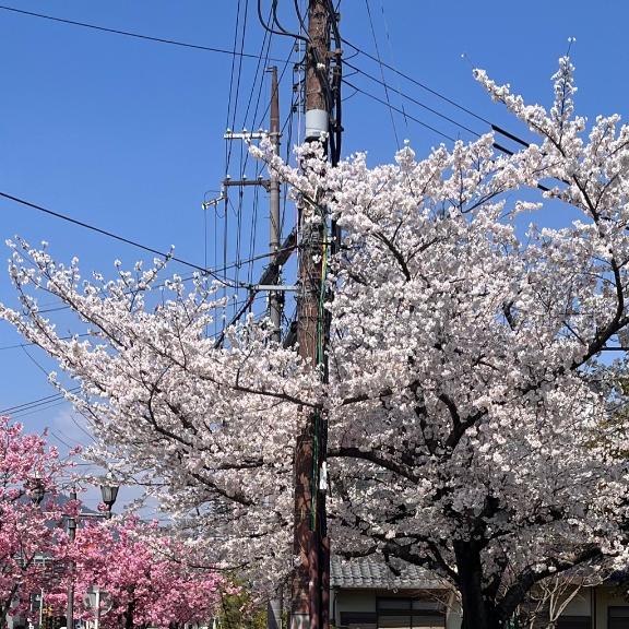 「さおり」の写真