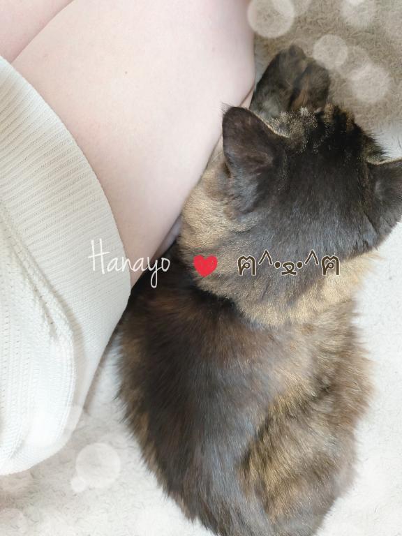 「はなよ」の写真