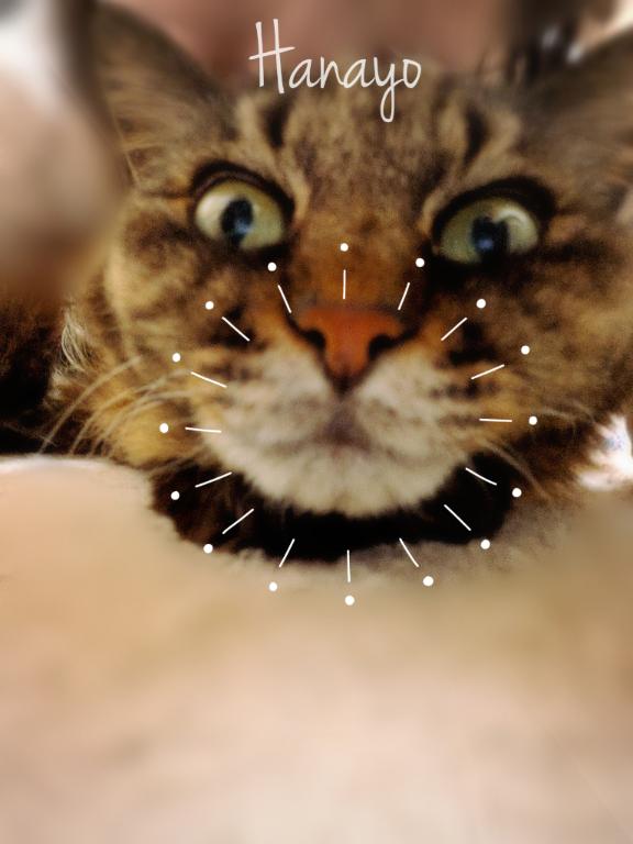「はなよ」の写真