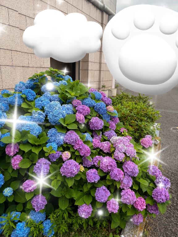 「いずみ」の写真