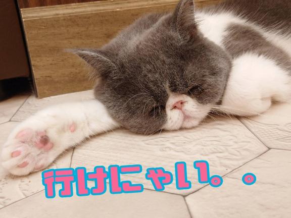 「りおな」の写真