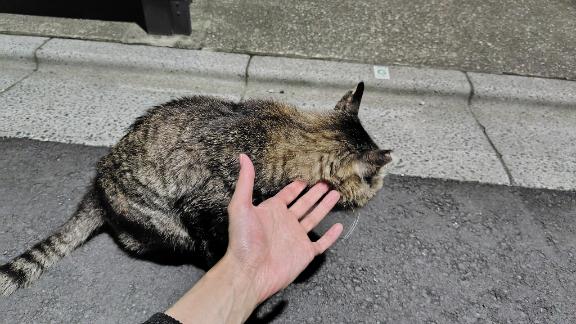「ことり」の写真