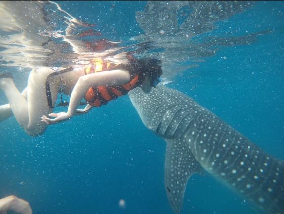 「あずさ」の写真