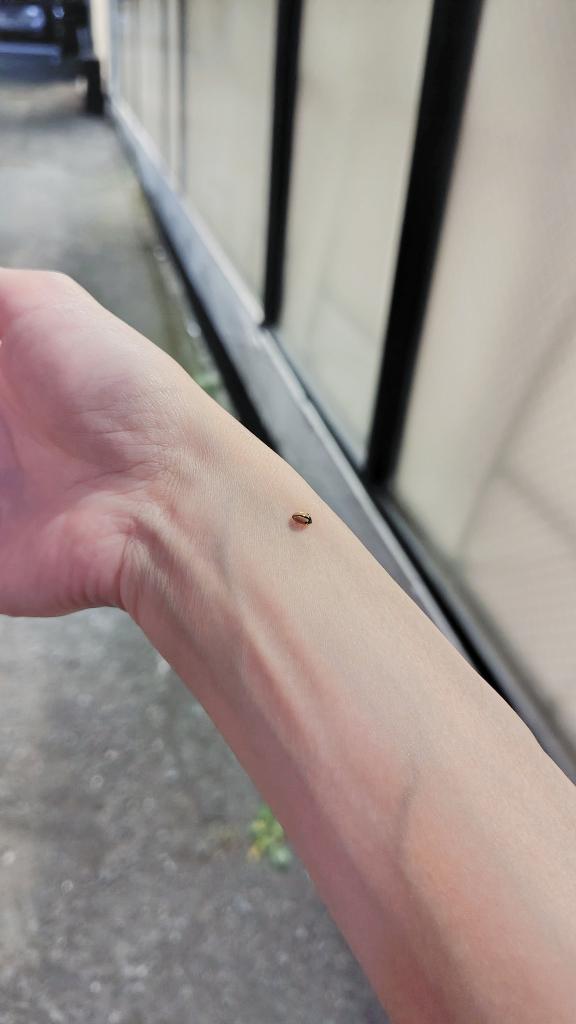 「ことり」の写真