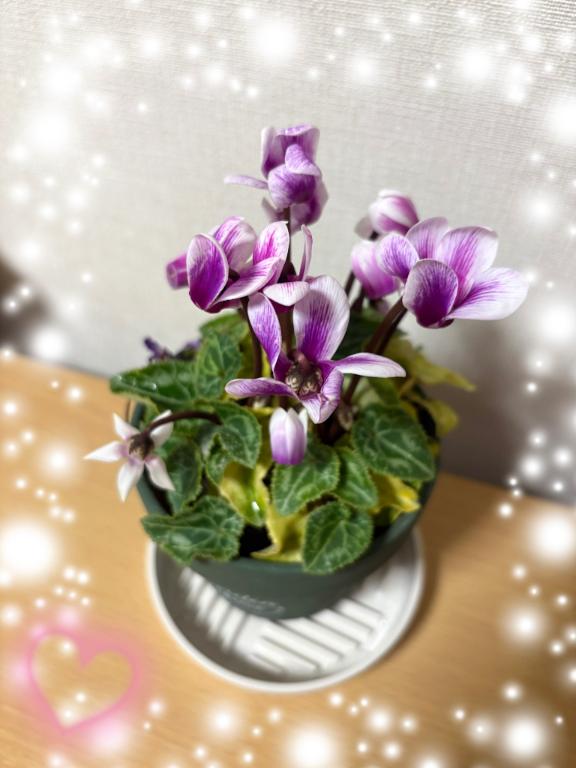 「まゆ」の写真